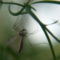 Mosquito hanging on a grass on blurred background