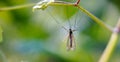 mosquito hanging on the twig of plant in nature, close up