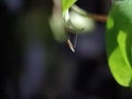 Mosquito hanging under leaf