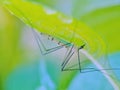 a mosquito hides behind a green leaf to avoid predatory radar