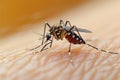 Mosquito on human skin, a close up capturing a common annoyance