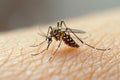 Mosquito on human skin, a close up capturing a common annoyance