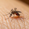 Mosquito on human skin, a close up capturing a common annoyance