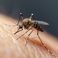 Mosquito on human skin, a close up capturing a common annoyance