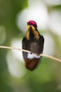 Mosquito hummingbird