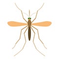 Mosquito illustration.