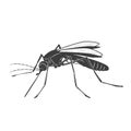 Mosquito illustration on white background Royalty Free Stock Photo