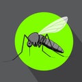 Mosquito Insect