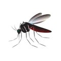 Mosquito. Royalty Free Stock Photo