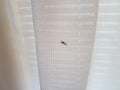 Mosquito insect on white cloth fabric or curtain Royalty Free Stock Photo