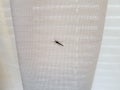 Mosquito insect on white cloth fabric or curtain Royalty Free Stock Photo