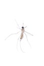 Mosquito isolated