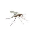 Mosquito isolated. Gnat illustration. Insect macro view Royalty Free Stock Photo