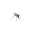 Mosquito isolated on white background