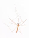 Mosquito isolated on the white background