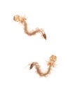 Mosquito larva Royalty Free Stock Photo