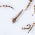 Mosquito larva Royalty Free Stock Photo