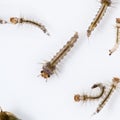 mosquito larva Royalty Free Stock Photo