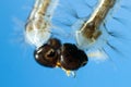 Mosquito Larva Royalty Free Stock Photo