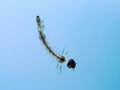 Mosquito Larva Royalty Free Stock Photo