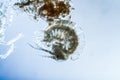 Mosquito larva with tactile hair