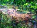 Mosquito larvae bloodworm, Chironomidae float to surface of stagnant pond Royalty Free Stock Photo