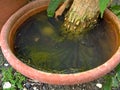 Mosquito larvae inside a potted plant fill with stagnant water Royalty Free Stock Photo
