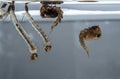 Mosquito larvae and pupae in the water