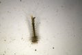 Mosquito larvae in underwater Royalty Free Stock Photo