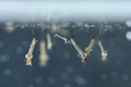 Mosquito larvae in underwater. Royalty Free Stock Photo