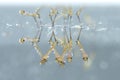 Mosquito larvae in underwater. Royalty Free Stock Photo