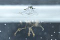 Mosquito larvae in underwater. Royalty Free Stock Photo