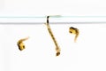 Mosquito Larvae in water Royalty Free Stock Photo