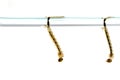 Mosquito Larvae in water Royalty Free Stock Photo