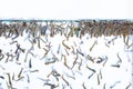 Mosquito larvae in water on white background Royalty Free Stock Photo