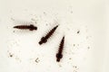Mosquito Larvae or Wrigglers in Water
