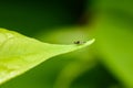 Mosquito On Leaf Edge Royalty Free Stock Photo