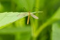 Mosquito on the leaf