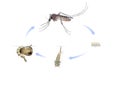 Mosquito life cycle