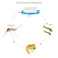 Mosquito life cycle, Egg, larva, pupa, adult - with water and blood meals vital for development