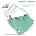 Mosquito Life Cycle in Glass Bottle