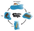 Mosquito Life Cycle Infographic Diagram