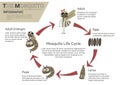 Mosquito Life Cycle