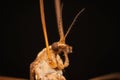 Mosquito with long legs Crane fly macro closeup Royalty Free Stock Photo