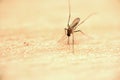 Mosquito macro close up photo