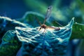 Mosquito in macro on green leaf.