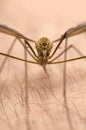 Mosquito macro isolated on skin
