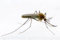 Mosquito Macro Photograph Royalty Free Stock Photo