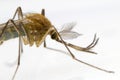 Mosquito Macro Photograph Royalty Free Stock Photo