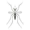 Mosquito. Malaria, Zika virus concept